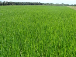 Governador est preocupado com a crise na lavoura de arroz