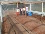 Escola Osrio Braga monta estufa em parceria com a Secretaria de Agricultura