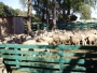 Agricultura fomenta a produo de ovinos por meio do projeto Borrego