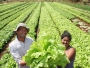 Secretaria de Agricultura parabeniza produtores pelo Dia do Agricultor