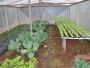 Agricultura e Educao mantm parceria para produzir hortalias nas escolas e projetos sociais