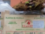 Secretaria da Agricultura traz de Iju 5 mil mudas de morango da variedade Camarosa