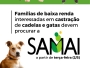 SAMAI abre segunda etapa para castrao gratuita de cadelas e gatas  populao de baixa renda