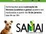 SAMAI abre cadastramento para castrao gratuita de cadelas e gatas  populao de baixa renda